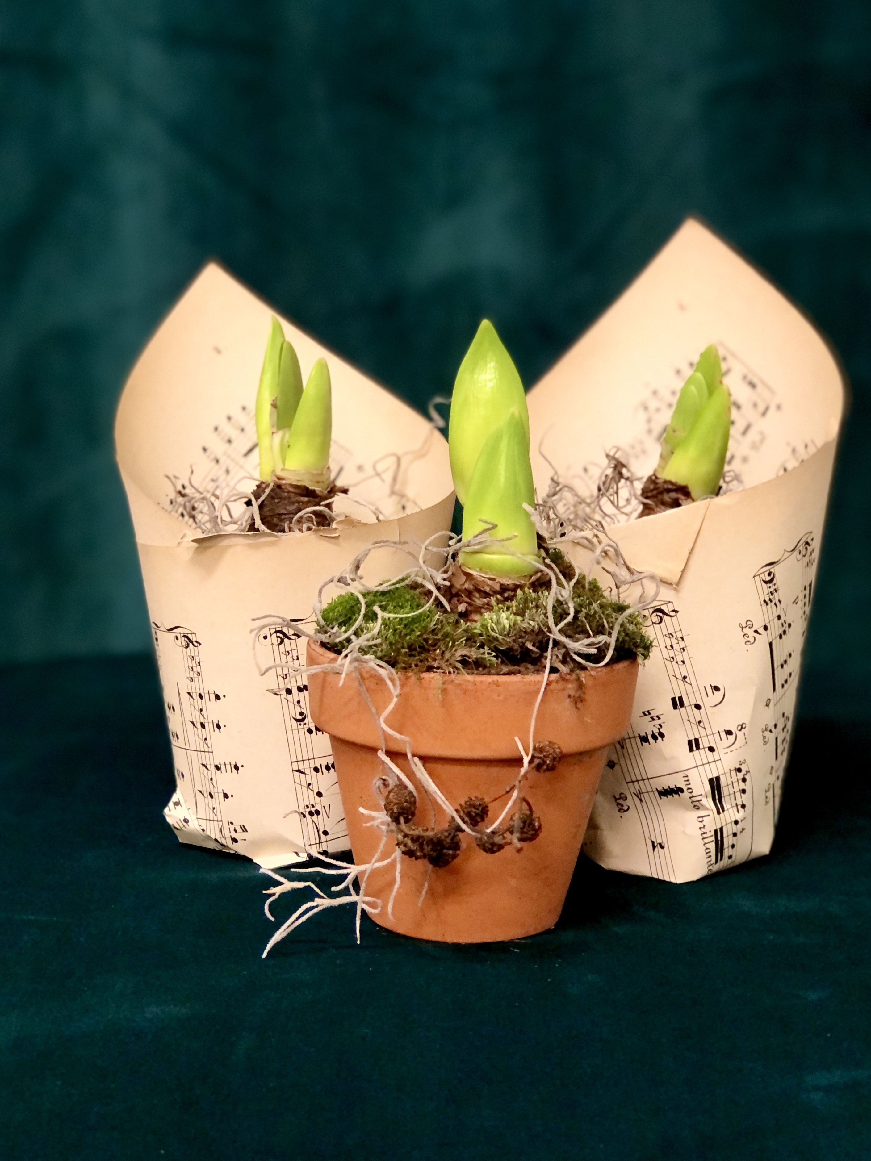 Tre stycken amaryllis
