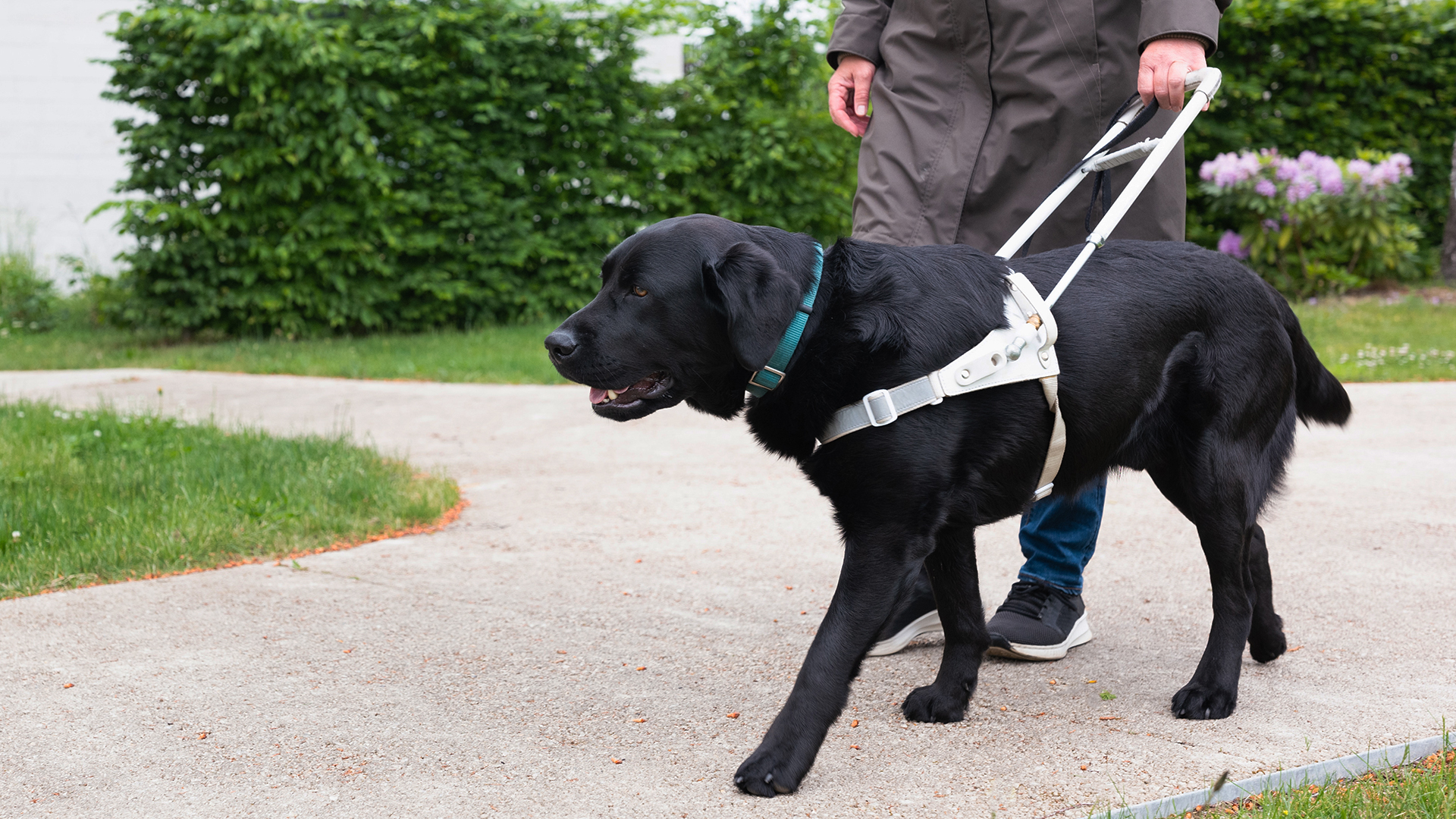 En person promenerar utomhus med ledarhund